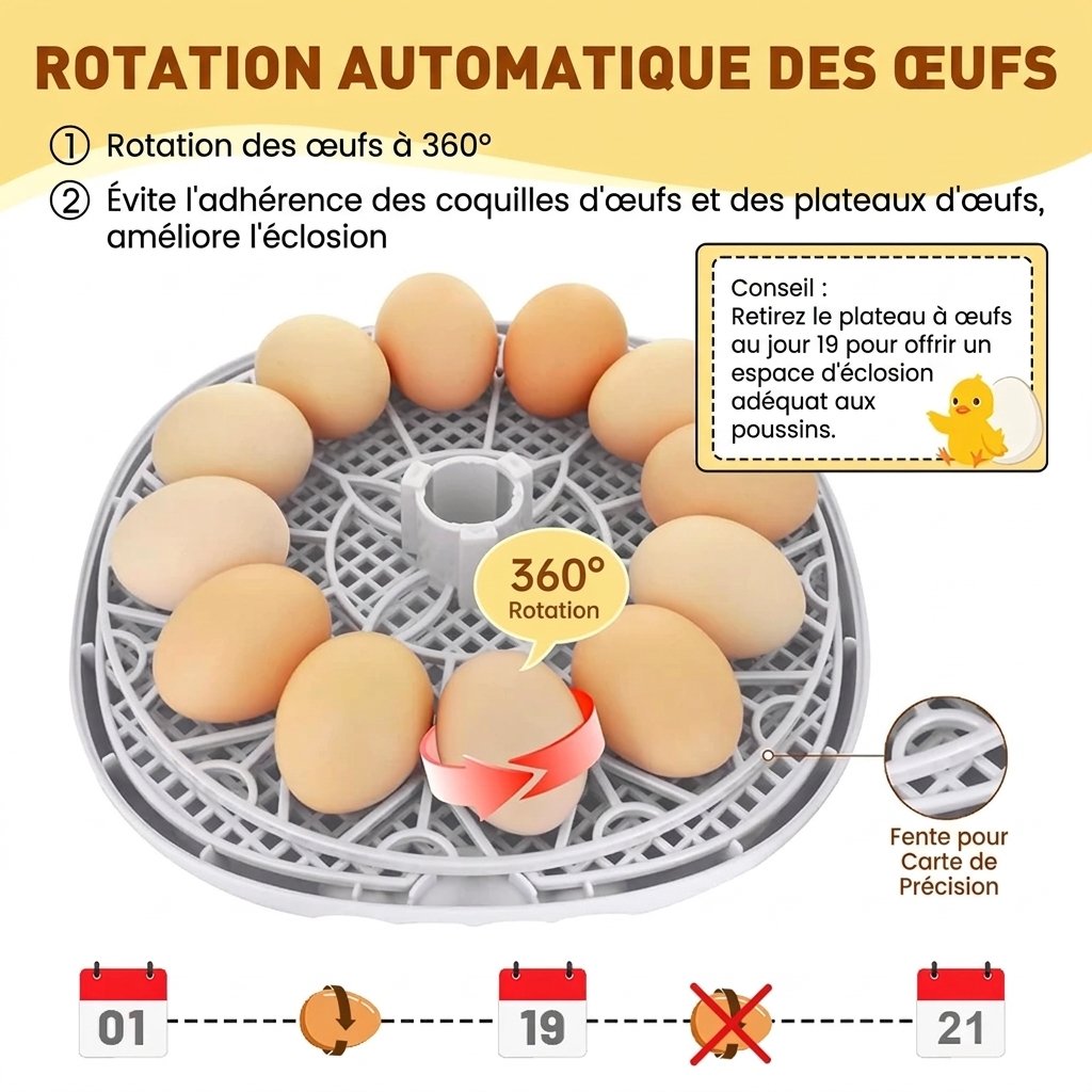Couveuse-12-ufs-a-dome-transparent-technique-3120
