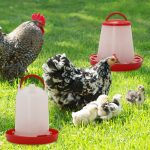 Lot-mangeoire-et-abreuvoir-poule-picture-1