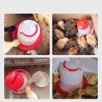 Lot-mangeoire-et-abreuvoir-poule-watermark-1543