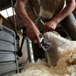 Tondeuse-a-laine-pour-mouton-avec-mallette-picture-1