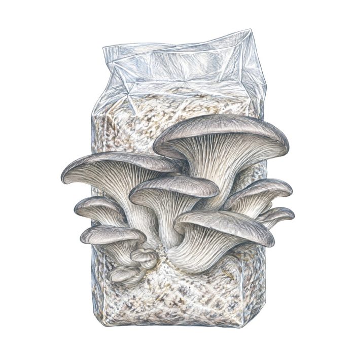 Culture de Champignons